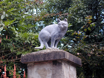 chat de la rue Surmain